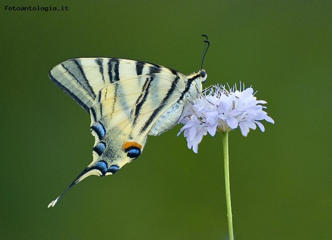 Iphiclides podalirius [podalirio]